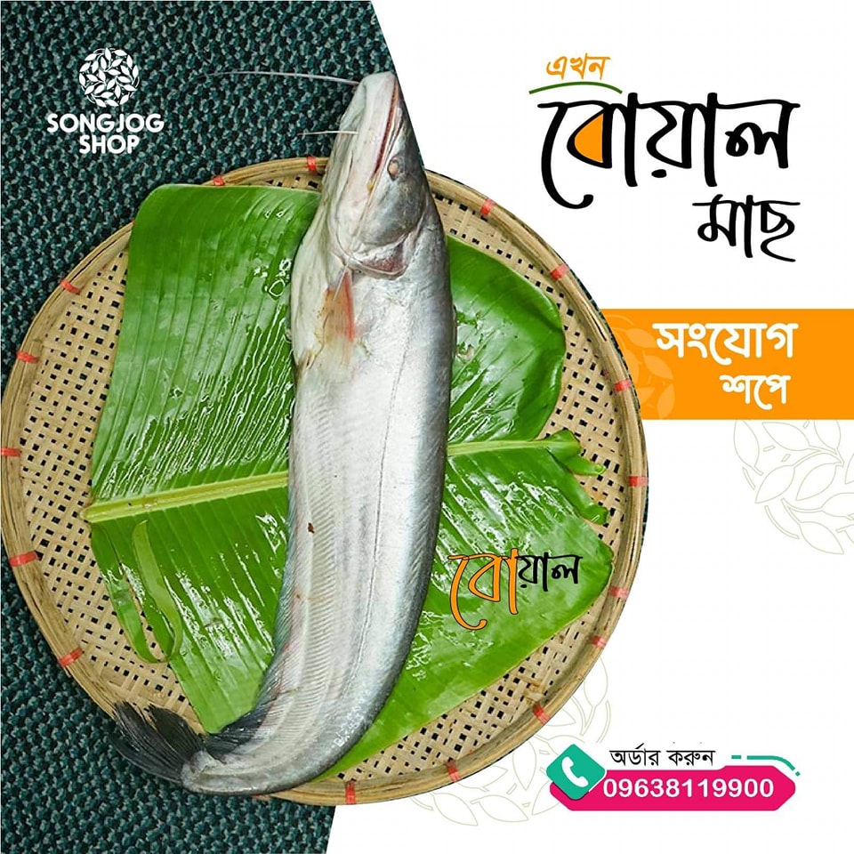 Boal Fish, Buy Boal Fish, Boal Fish bd