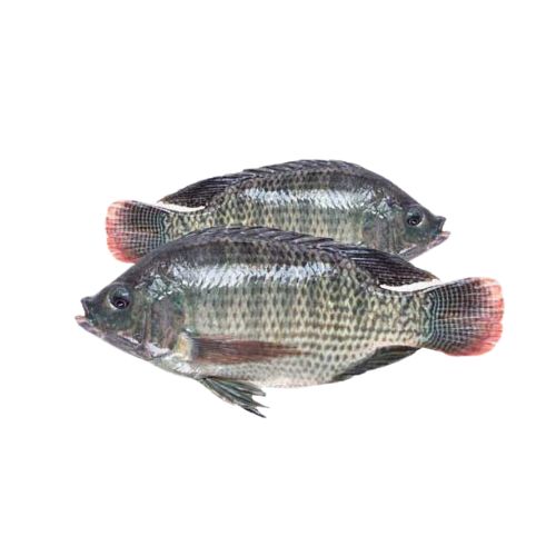 Telapia Fish, তেলাপিয়া মাছ