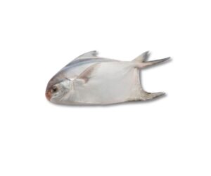 রূপচাঁদা মাছ (Rupchanda Fish)