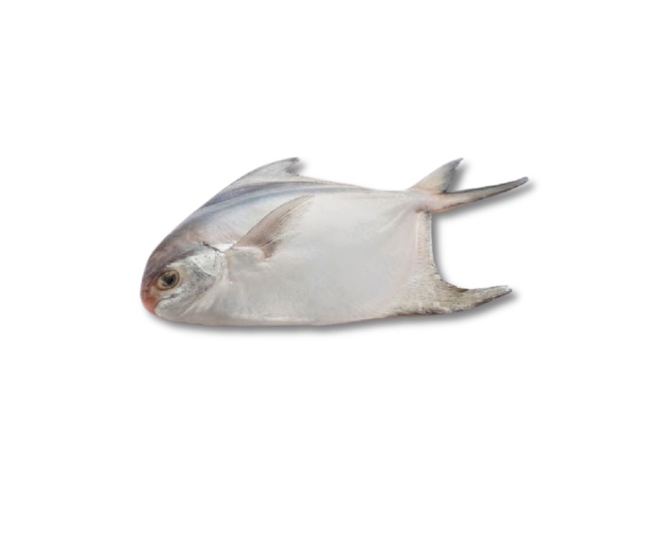 রূপচাঁদা মাছ (Rupchanda Fish)