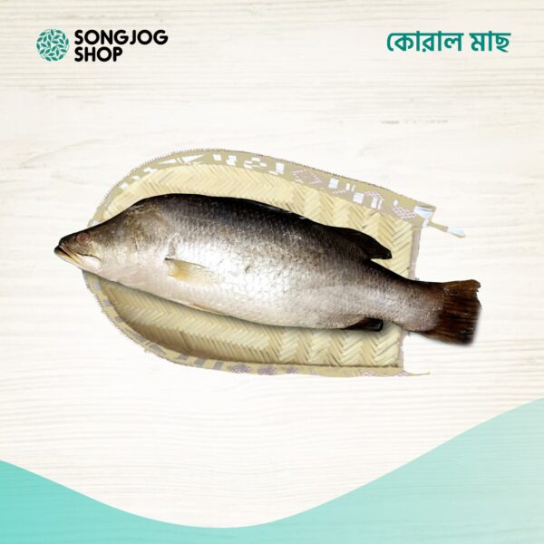 হাওরের কোরাল মাছ | মিঠা পানির কোরাল