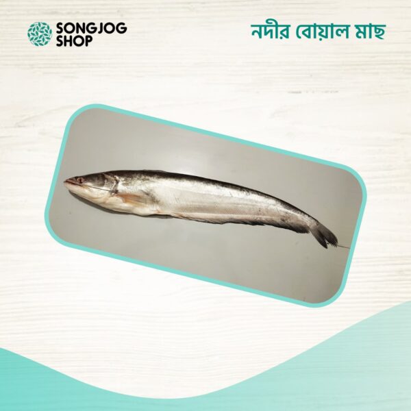 নদীর বোয়াল মাছ – দেশি সুস্বাদু মাছ