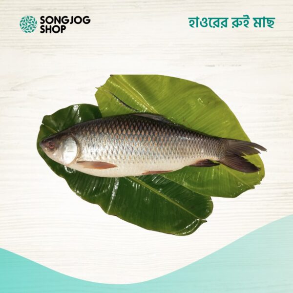 হাওরের রুই মাছ – স্বাদ ও পুষ্টিতে ভরপুর দেশি মাছ