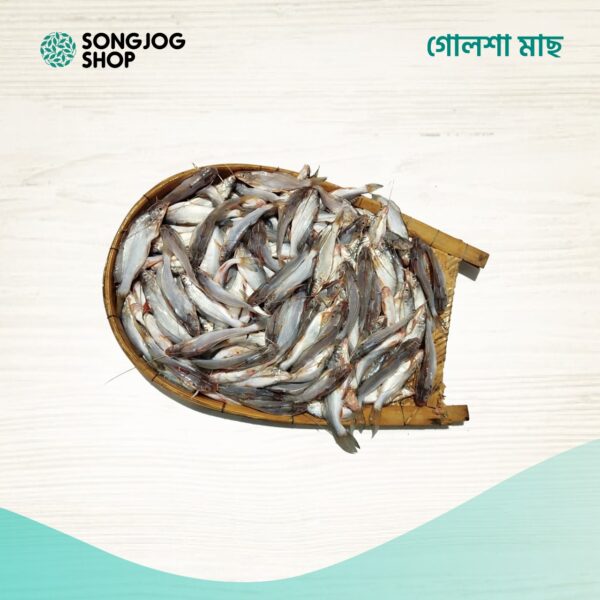 হাওরের গোলশা মাছ | দেশি গোলশা